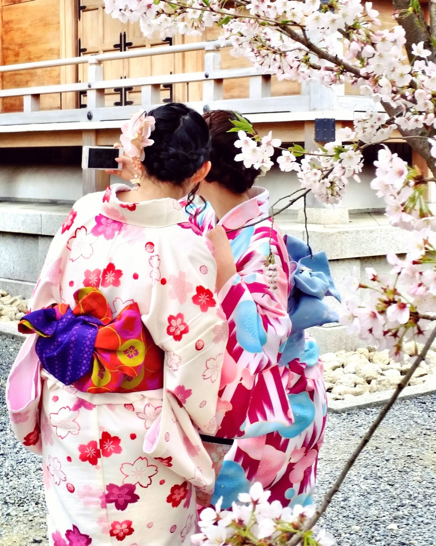 Cherry Blossom Japan