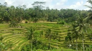 Tegelalang rice terraces