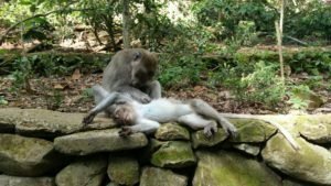 Floresta de macacos de Bali