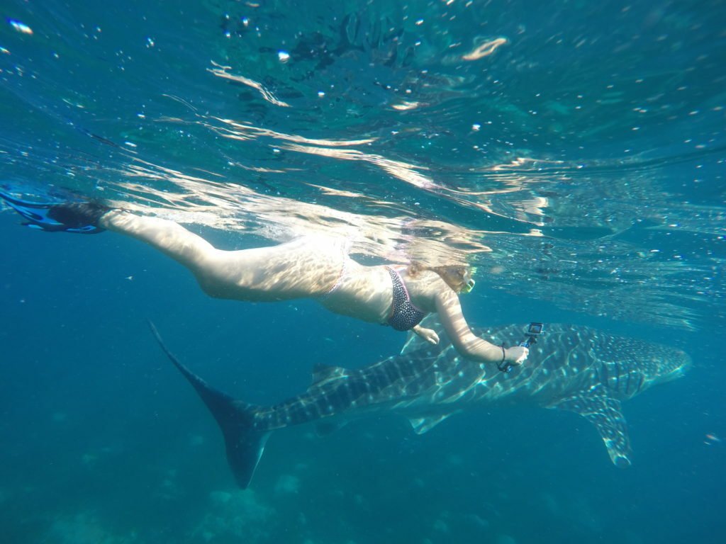 Swimming with Whale Sharks in Cebu