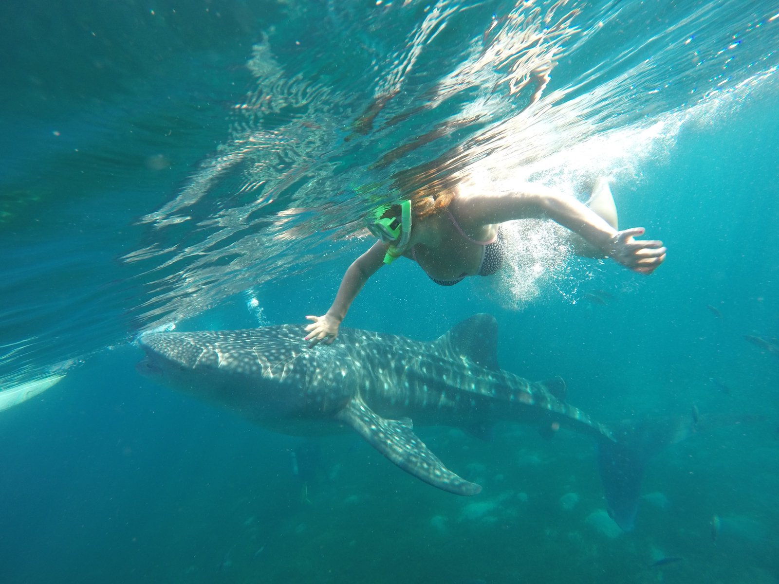 Swimming with Whale Sharks in Cebu, Philippines