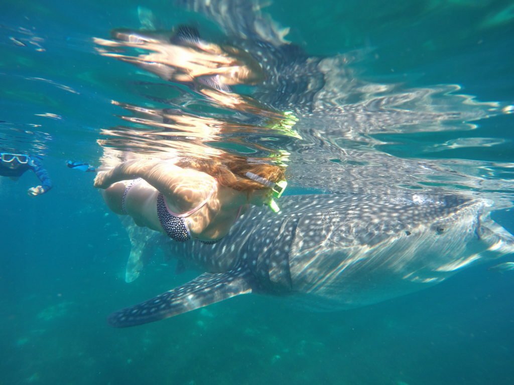 Snorkeling with Whale Sharks in Philippines