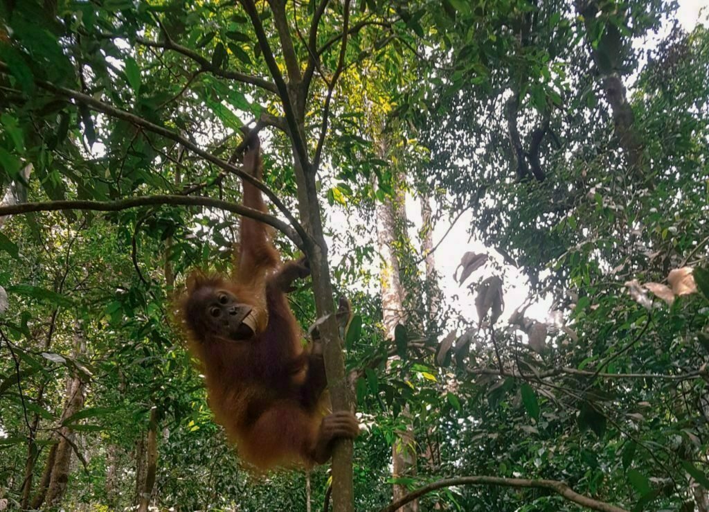 Baby Orangutan Sumatra