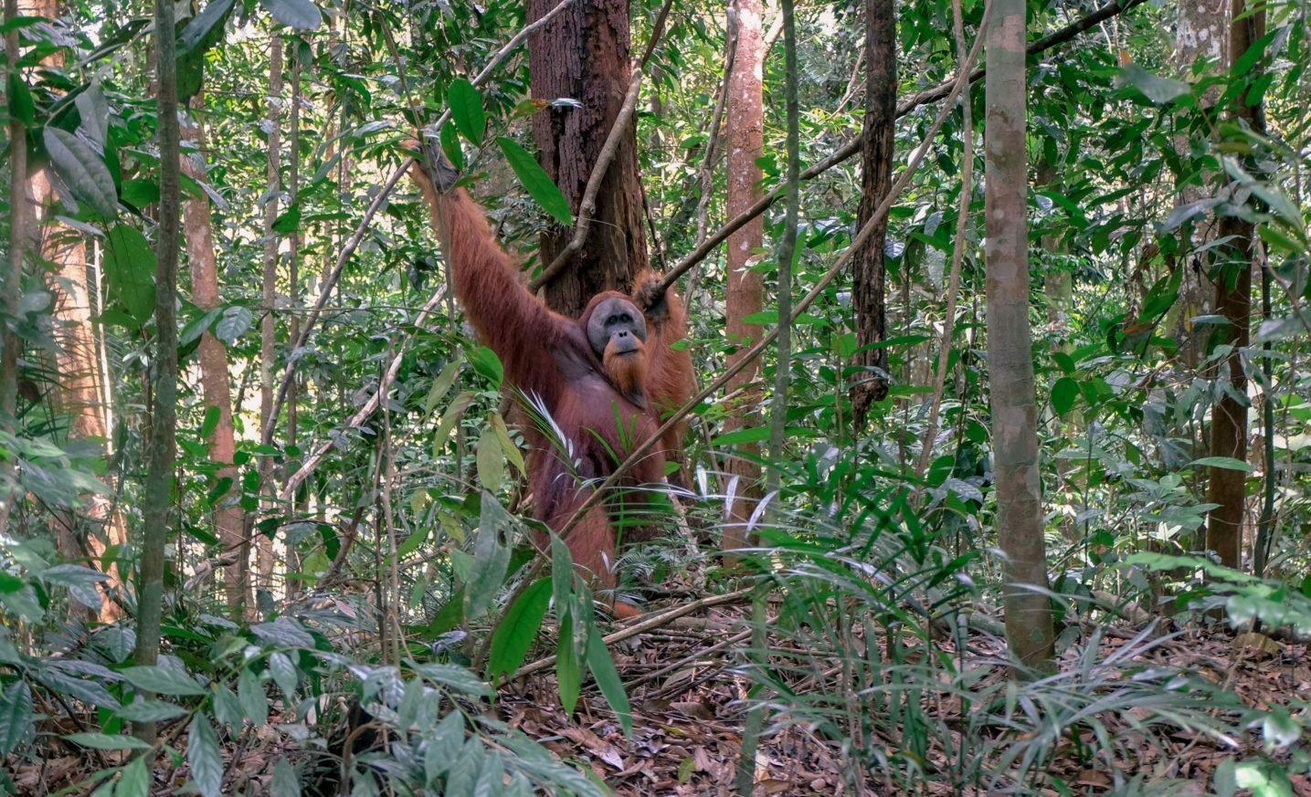 Orangutans in Sumatra Indonesia: Guide To Seeing Endangered Orangutans in The Wild