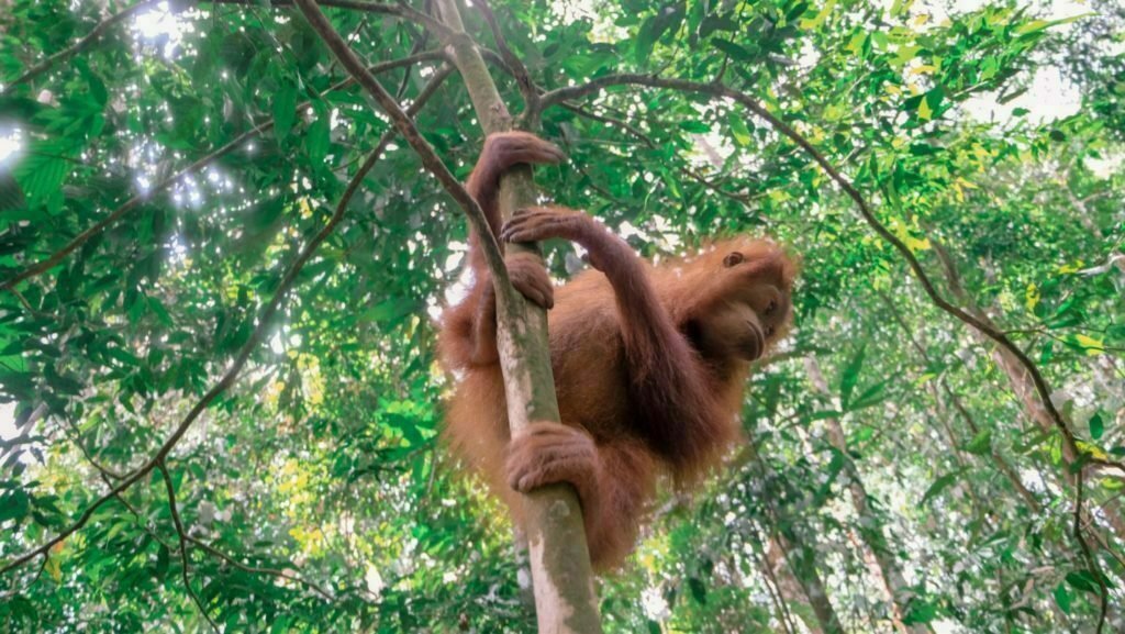 Orangutan in Sumatra