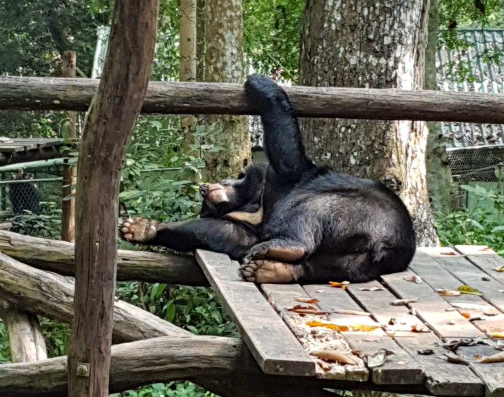 Luang Prabang Bear Sanctuary