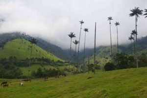 Cocora Valley Colombia: Valle Del Cocora Travel Guide
